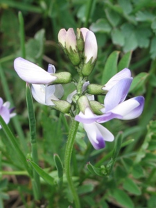 Astragalus spp.